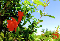 非遗·石榴盆栽